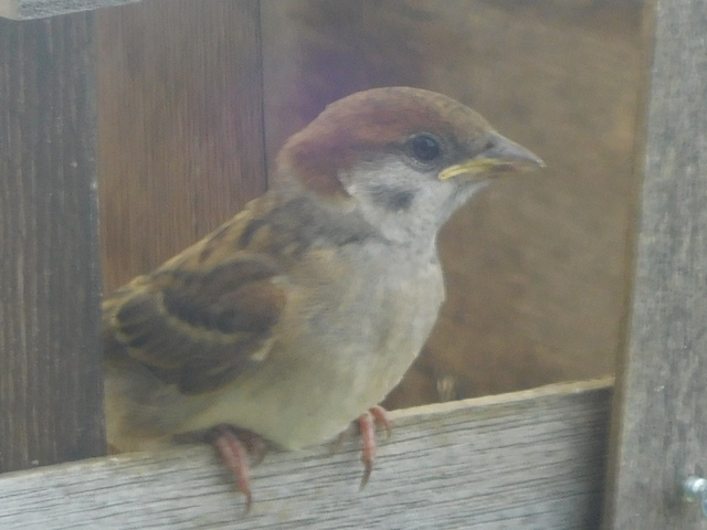 DSCN7171.JPG